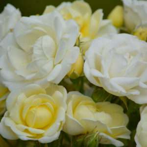 Rose Chateau de Munsbach