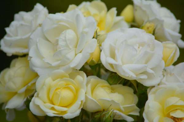 Rose Chateau de Munsbach