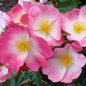 Schengen Rose