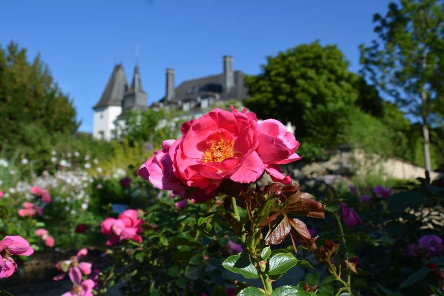 Rosengarten - Rose garden - Roseraie Château de munsbach - Luxembourg
