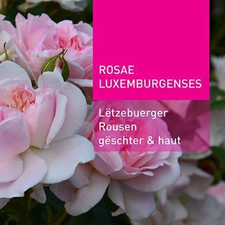Encyclopédie  Rosae Luxemburgenses  ‘Lëtzebuerger Rousen gëschter & haut’