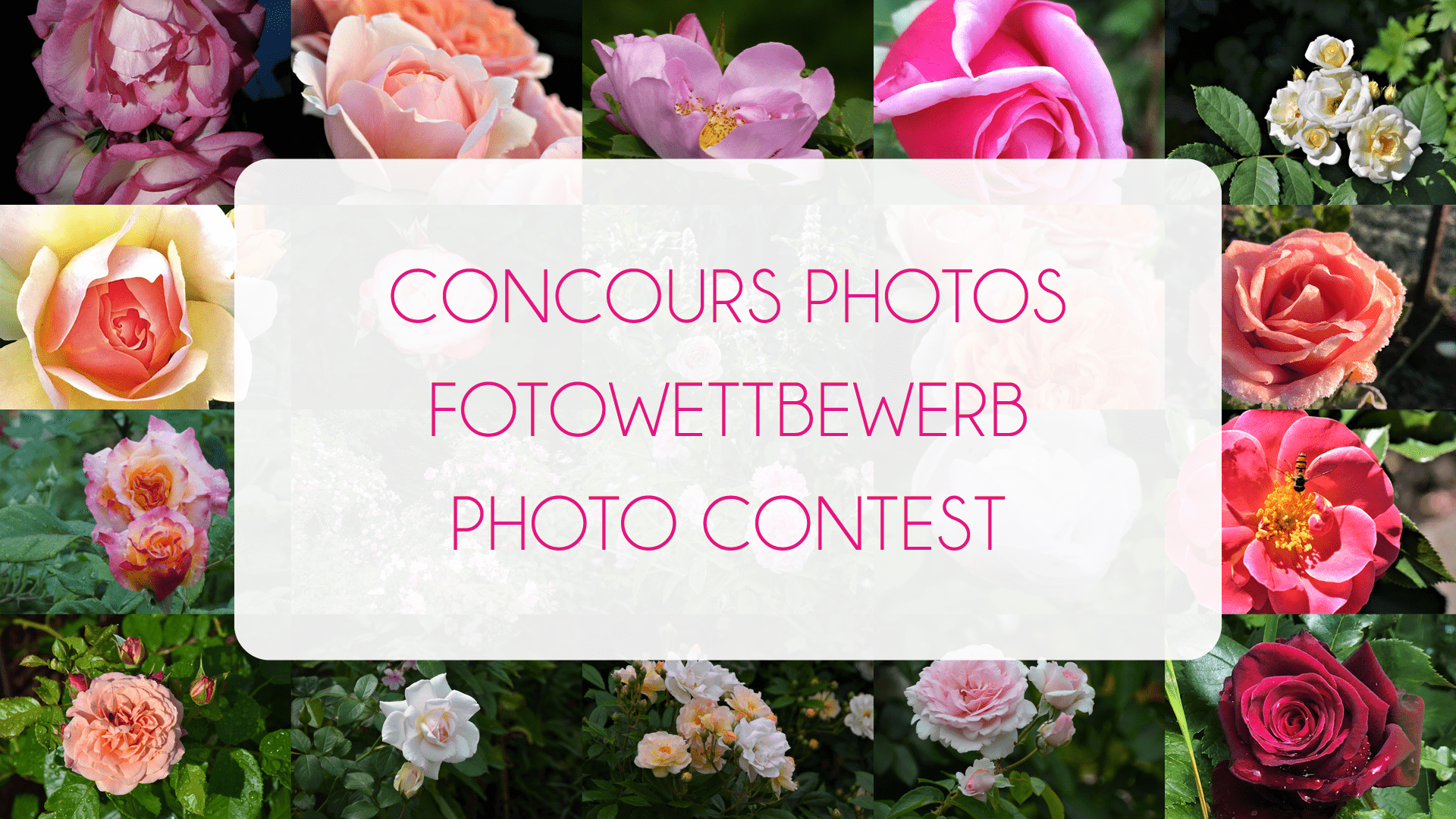 Fotowettbewerb - Concours Photos