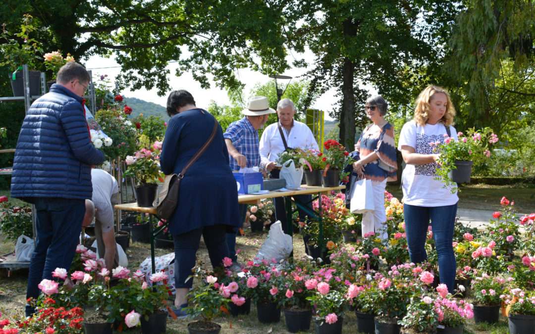 La Rose en Fête