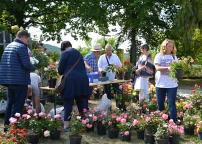 La Rose en Fête
