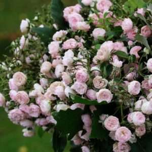 Rose Prince Charles