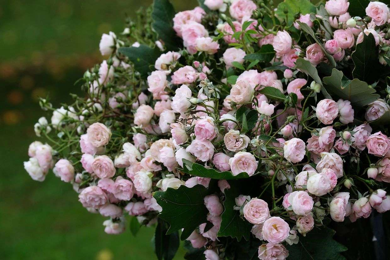 Rose Prince Charles Rose Prince Charles