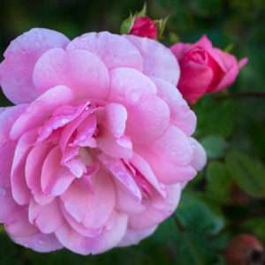 Rose Walferdange Letzebuerger Rousefrenn