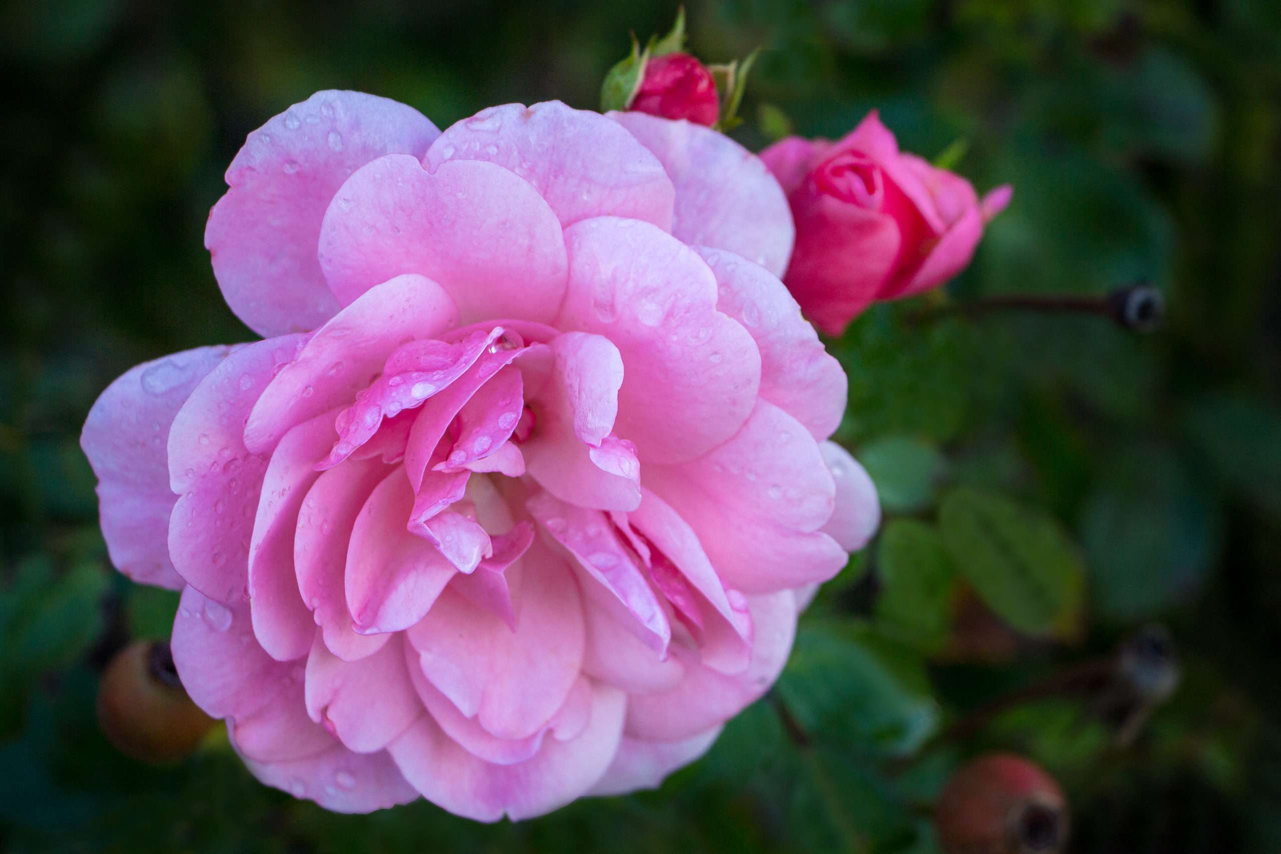 Rose Walferdange Letzebuerger Rousefrenn