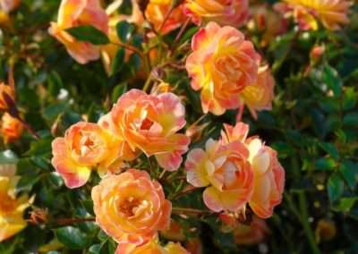 Rosen pflanzen und Bienen retten
