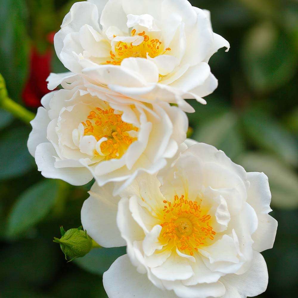 Bienenweide weiss Rose Walferdange Letzebuerger Rousefrenn