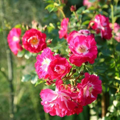 LIPSTICK Rose Walferdange Letzebuerger Rousefrenn