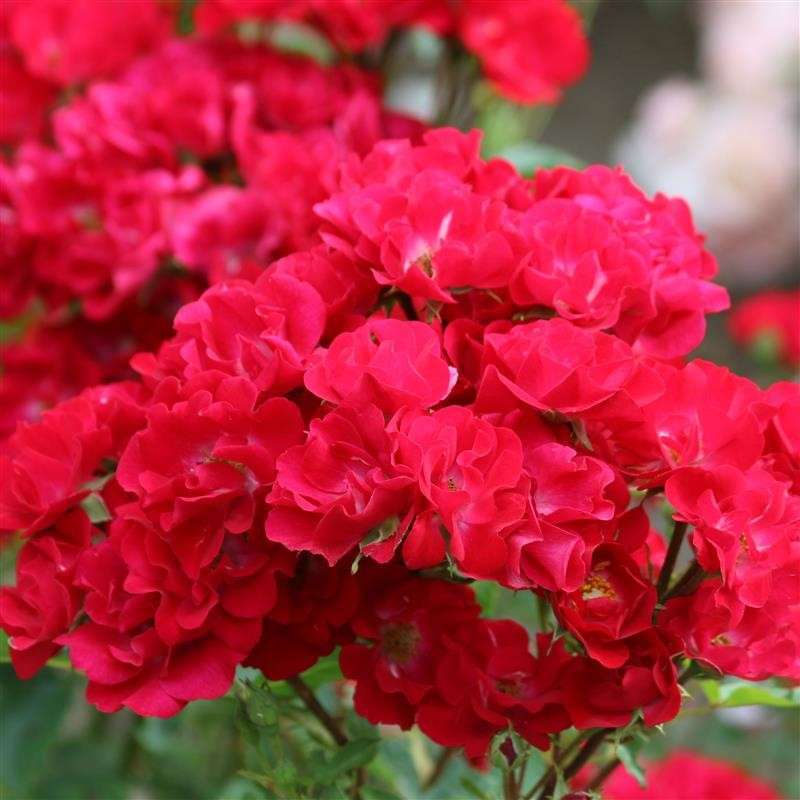 la-belle-rouge Rose Walferdange Letzebuerger Rousefrenn