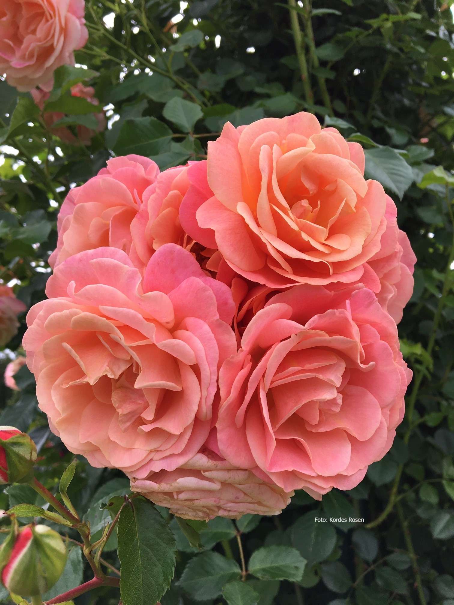 Peach_Melba_classeur