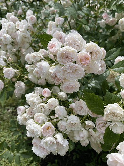 Prince Charles de Luxembourg