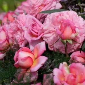 Mim‘s Rose