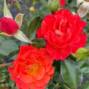 Rose Cara Mia