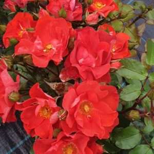 Rose LA SAUVAGE
