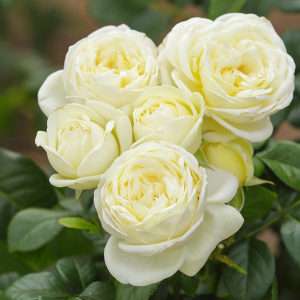 Rose Yeswecare
