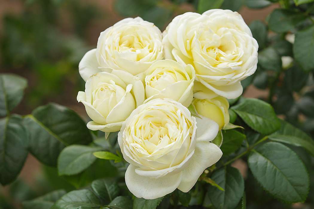 YESWECARE Rose Yeswecare