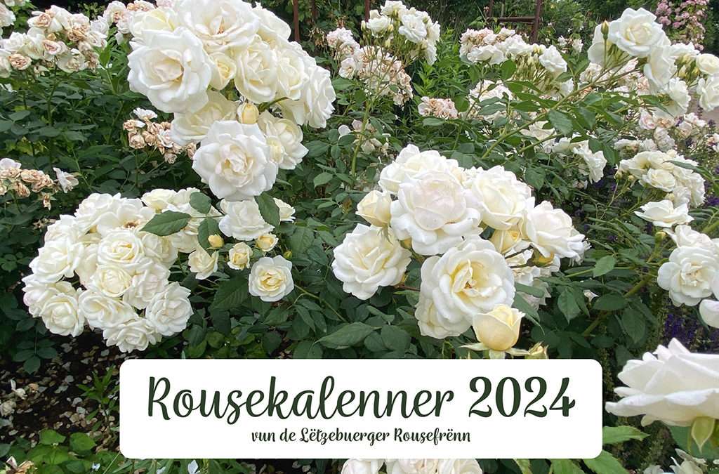 Rosenkalender 2024