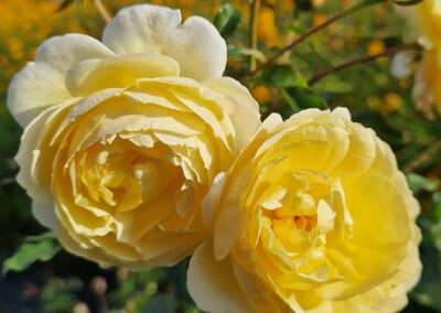 Rotary Charity Rose