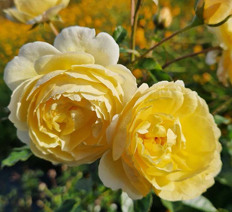 Rotary Charity Rose