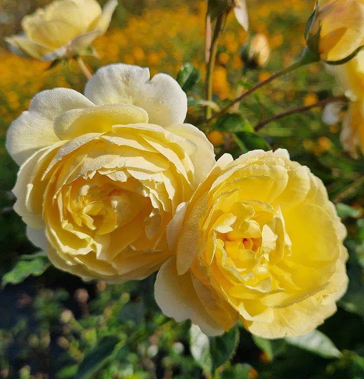 Rotary_Charity_Rose Rotary_Charity_Rose