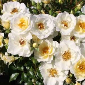 Bienenweide Ivory