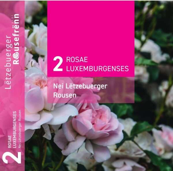 No 2 - Nouveaux rosiers luxembourgeois | Neue Luxemburger Rosen