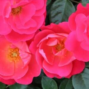 Hot Pink Meidiland