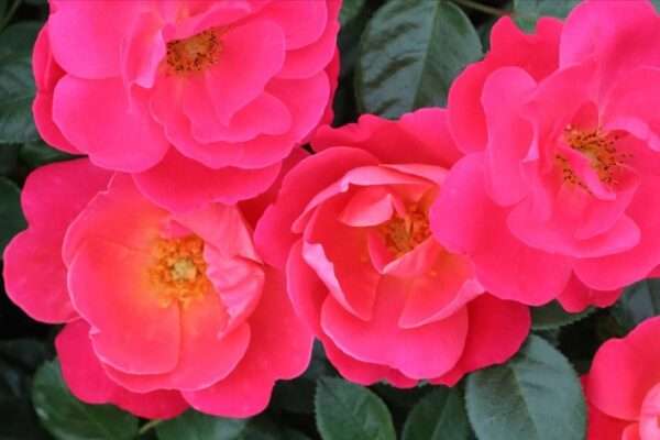 Hot Pink Meidiland