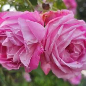 La Noblesse