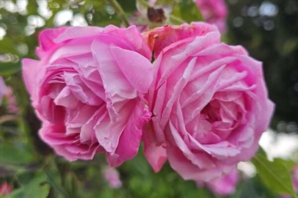 La Noblesse
