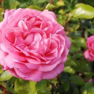 Mim‘s Rose