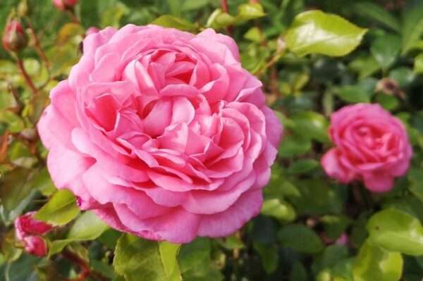 Mim‘s Rose