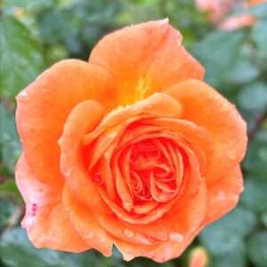 Rose O'Limp