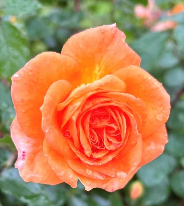 Rose O'Limp