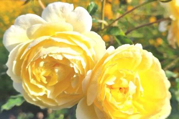 Rotary Charity Rose