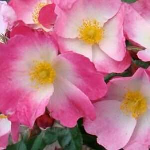 Schengen Rose