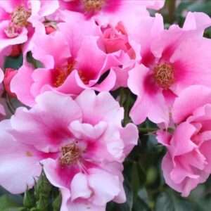 See You® in pink