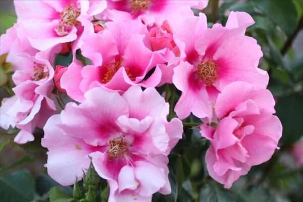 See You® in pink