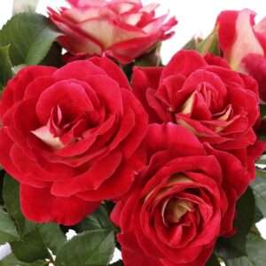 Aline Mayrisch Rose