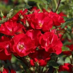 La Belle Rouge
