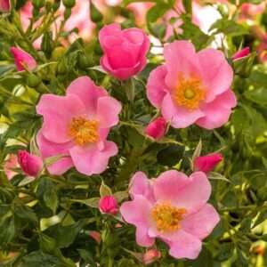 LandFrauen Rose