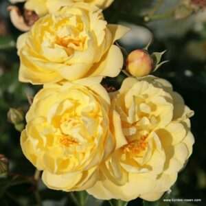 Sunny Rose
